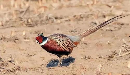 套野鸡视频中套过程,揭秘网络陷阱背后的真相