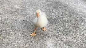 鸭子视频大全搞笑,鸭子视频大全搞笑集锦