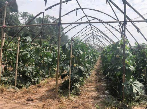 丝瓜种植技术视频,从播种到收获的全程指导