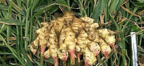 姜膜的用法视频,轻松掌握健康养生的秘诀