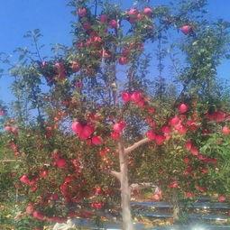 苹果树管理新技术视频,揭秘高效栽培新技术的视频解析