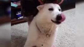 狗狗的搞笑视频,萌宠界的欢乐喜剧