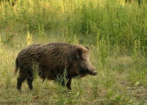 放养野猪视频,自然生态下的野性演绎
