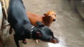 车压狗视频,一场意外引发的反思与警示