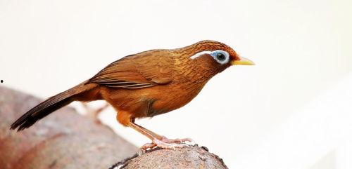 画眉鸟养殖视频,视频教程带你轻松入门