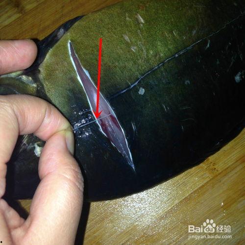 鲤鱼的筋怎么抽视频,视频教程解析