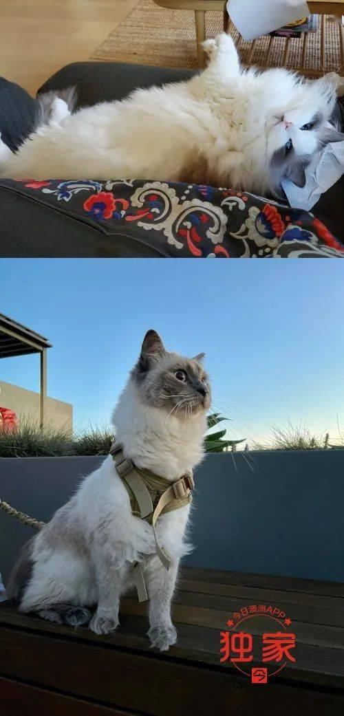 炸猫视频,揭秘炸猫视频背后的惊悚真相