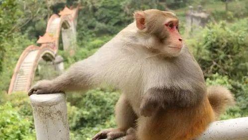 马猴视频