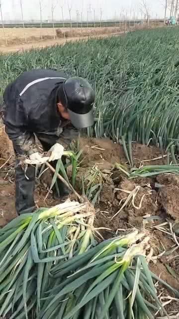 挖葱视频,揭秘网络红人的崛起之路