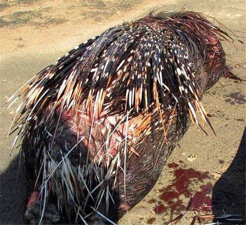 豪猪杀死狼的视频,一场震撼的狼与豪猪生死对决