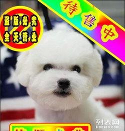 比熊配种视频,甜蜜配种视频揭秘