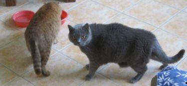 猫弓背视频,揭秘它们神秘姿态的秘密