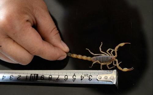 捉蝎子视频,揭秘捉蝎子视频的惊险瞬间